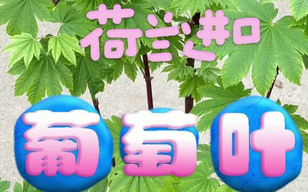 【荷兰进口实拍】葡萄叶哔哩哔哩bilibili