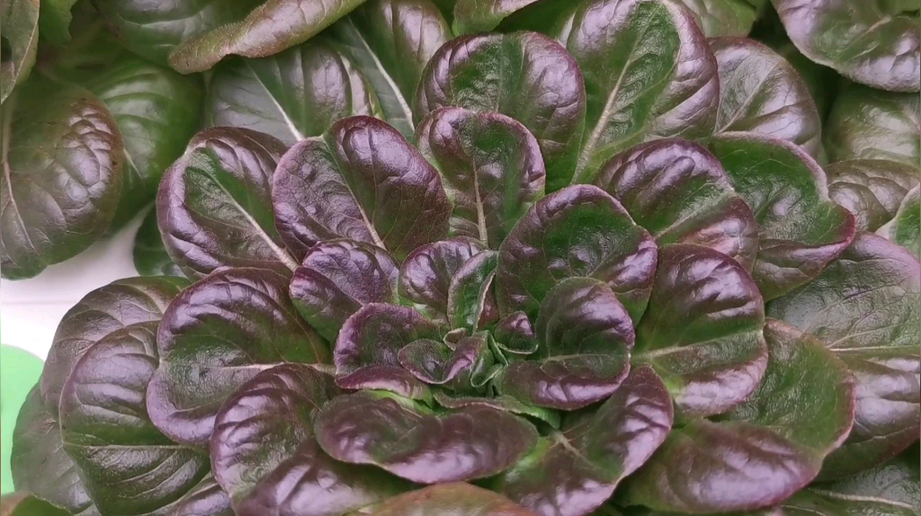小满智能种植机水培奶油生菜beauti