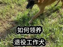 如何领养退役工作犬