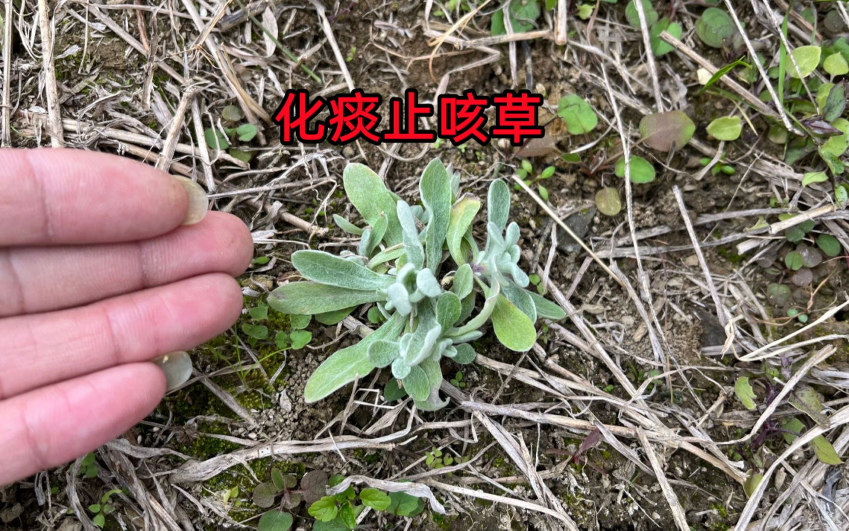 农村田埂旁边长的“化痰止咳草”,它用途特别强大,赶紧认识一下哔哩哔哩bilibili