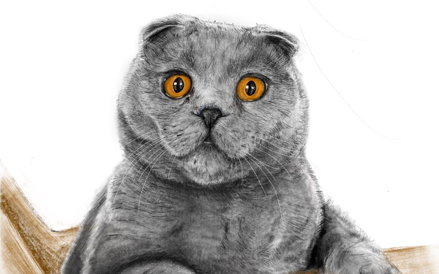 [ipad板绘]来画一只憨萌的英短吧