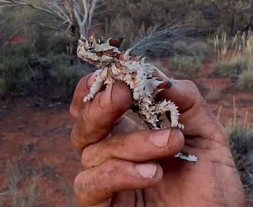 发现澳洲魔蜥Moloch horridus哔哩哔哩bilibili