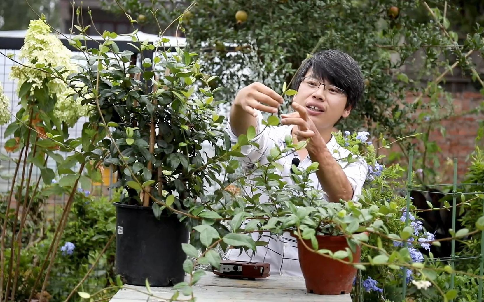 耐寒、耐热的风车茉莉,这样养护,夏季也可以开花哔哩哔哩bilibili