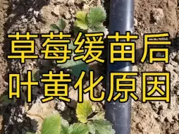 下载视频: 草莓缓苗后叶黄化原因