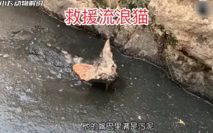 Tải video: 猫咪被主人无情丢弃在淤泥中，它该何去何从呢？