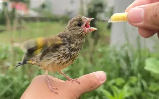 蒙面鸟哥小鸭子图片