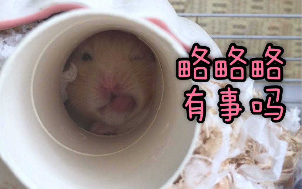 蛋包饭点开听声音原来仓鼠打嗝是这样