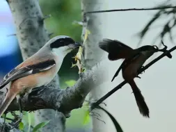 Скачать видео: 您的伯劳正在串烤串