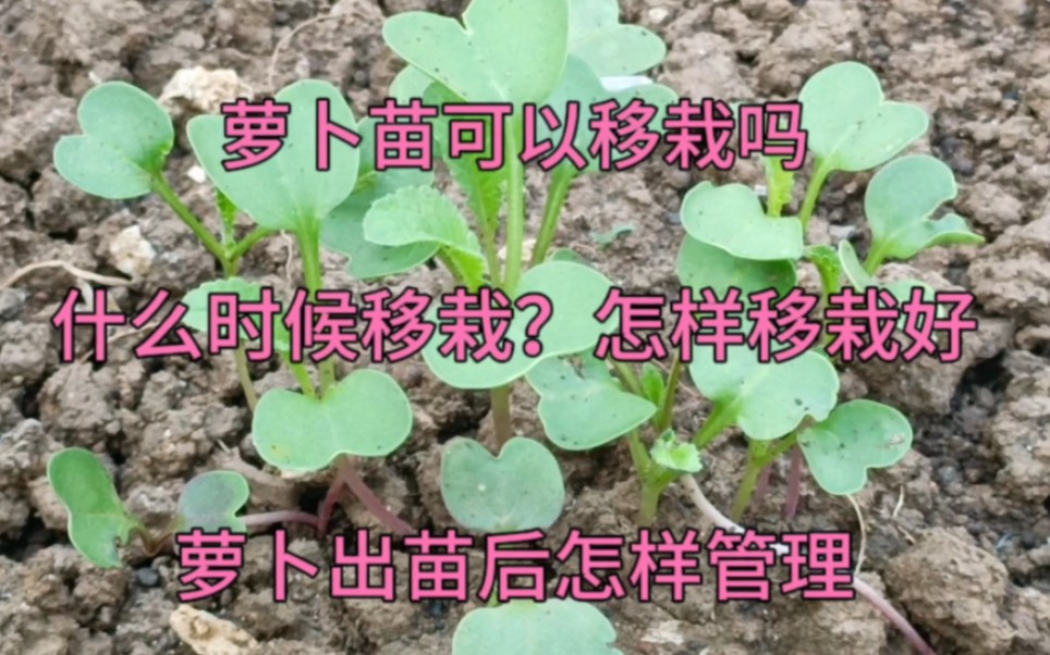 萝卜苗可以移栽吗?怎样移栽好?萝卜苗期怎样管理?看看就明白了哔哩哔哩bilibili