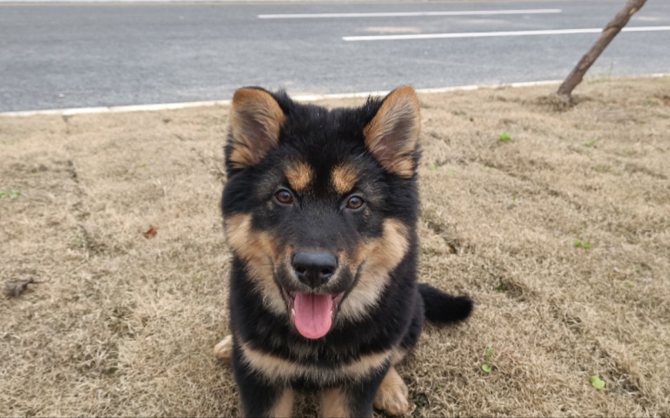 【四眼铁包金土松-锅盔03】智取特斯拉,抢瓶子我最行_哔哩哔哩_bili