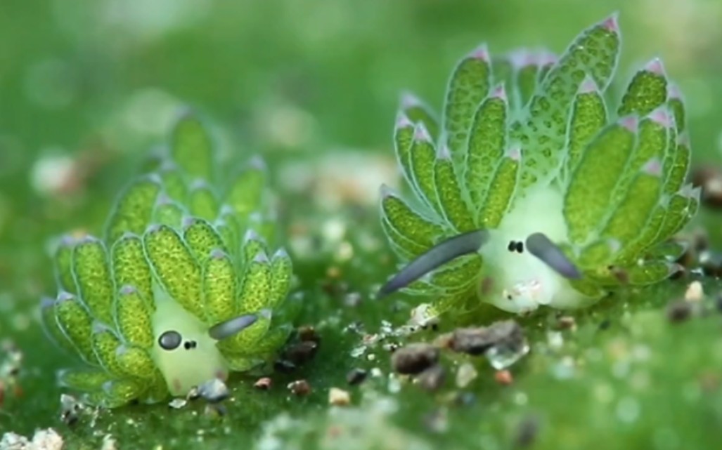 不是卡通的叶羊"绵羊海兔"