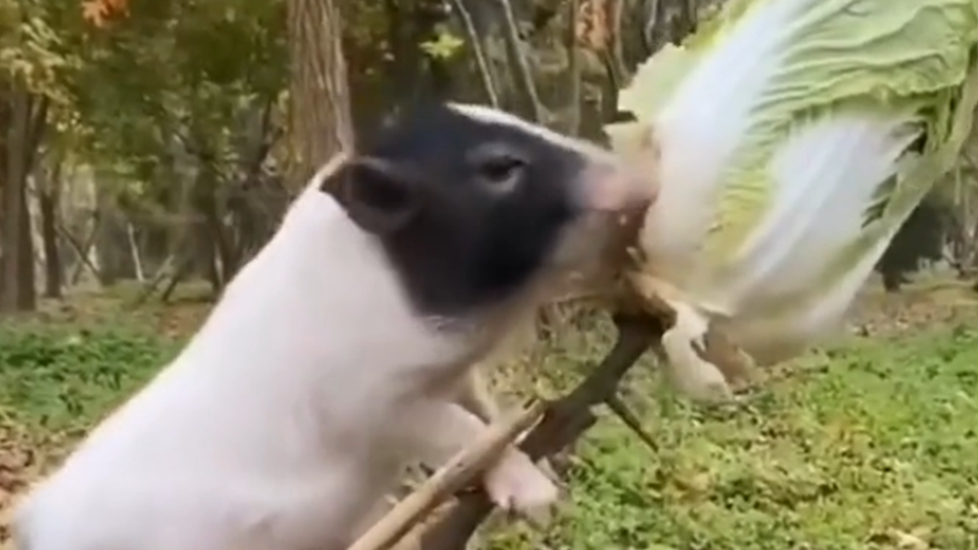 目瞪口呆!好好的白菜被猪拱了,网友:还是头会上梯的猪