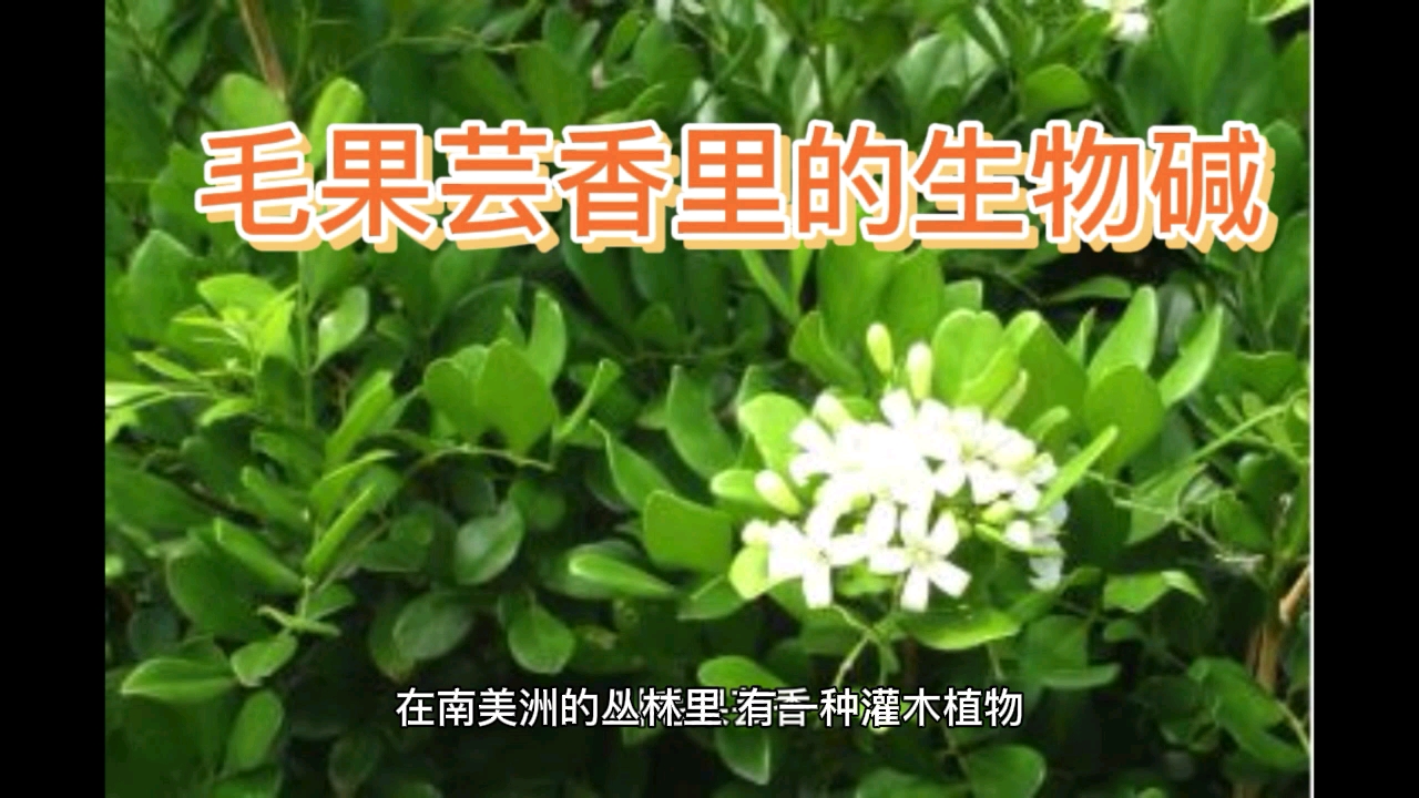 [图]毛果芸香里的生物碱