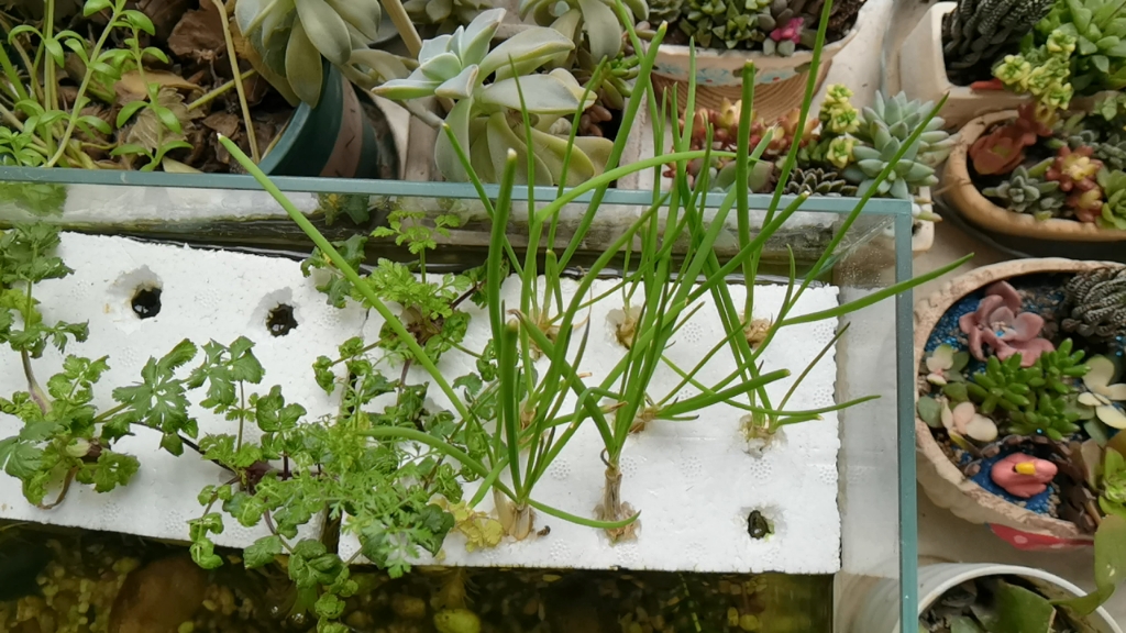 鱼缸种菜记录第四周,日啊,你快出来吧!