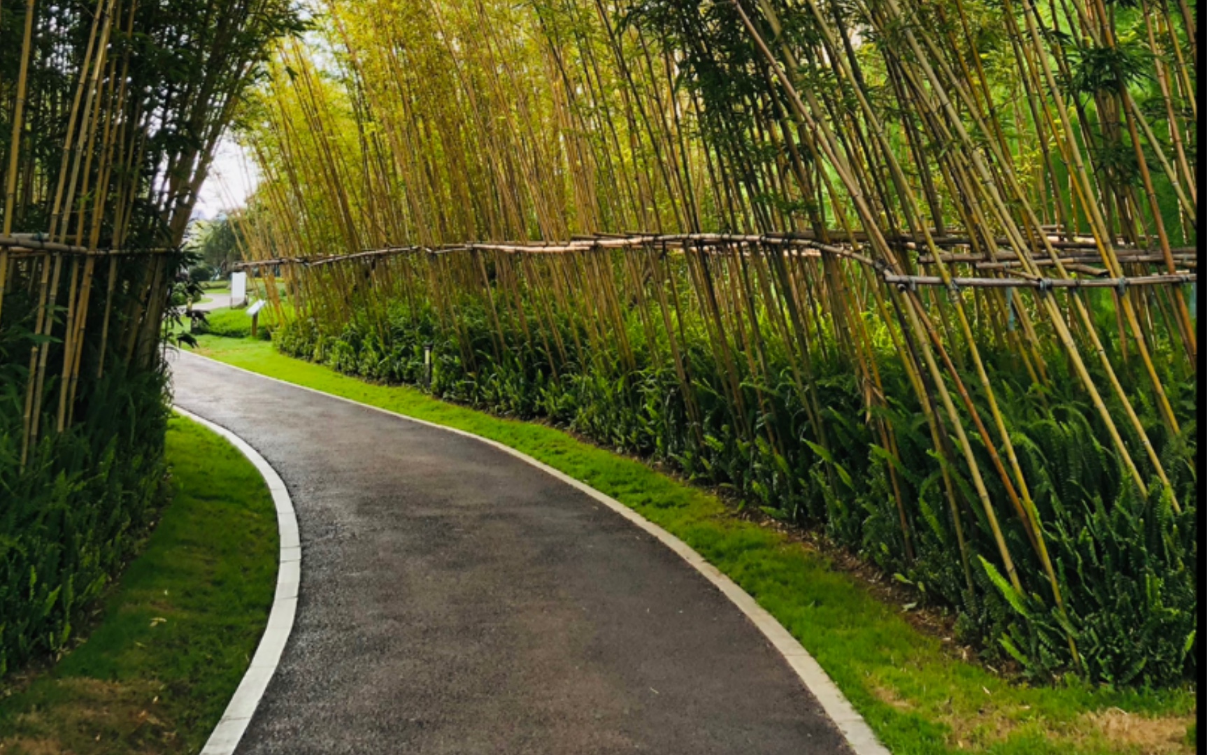 [图]竹林小道晨跑你们体验过吗