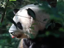 Скачать видео: 花花确实起猛了，吓得ee 心扑通扑通的跳