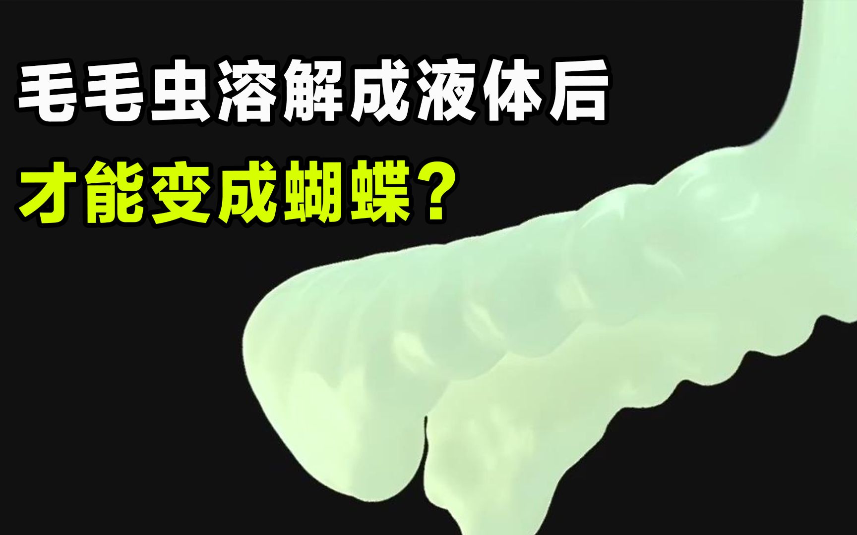 [图]毛毛虫溶解成液体后，才能变成蝴蝶？破茧成蝶全过程你敢信么？