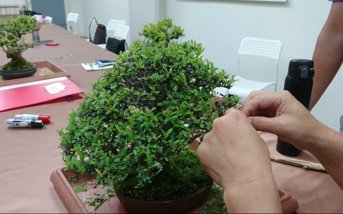 林庆祥盆景教学《状元红(火棘)的养护与制作》
