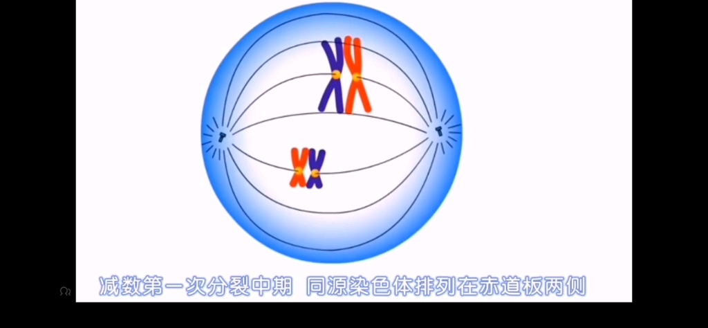 第16讲 减数分裂过程动画哔哩哔哩bilibili