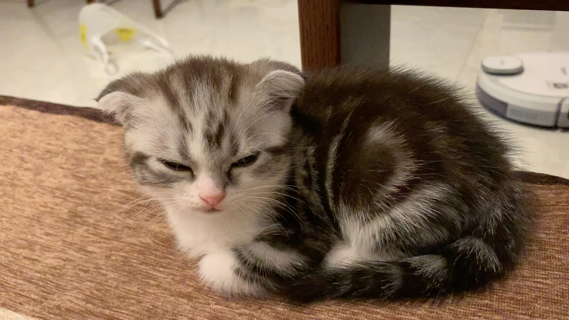 打瞌睡的小猫咪