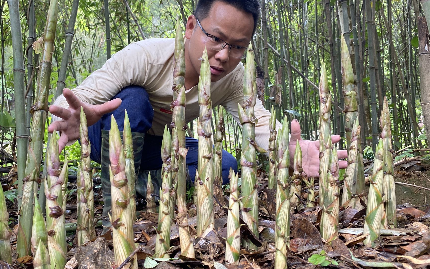 这片竹林笋子太多了,每天来拔都拔不完,这样拔竹笋太过瘾了哔哩哔哩bilibili