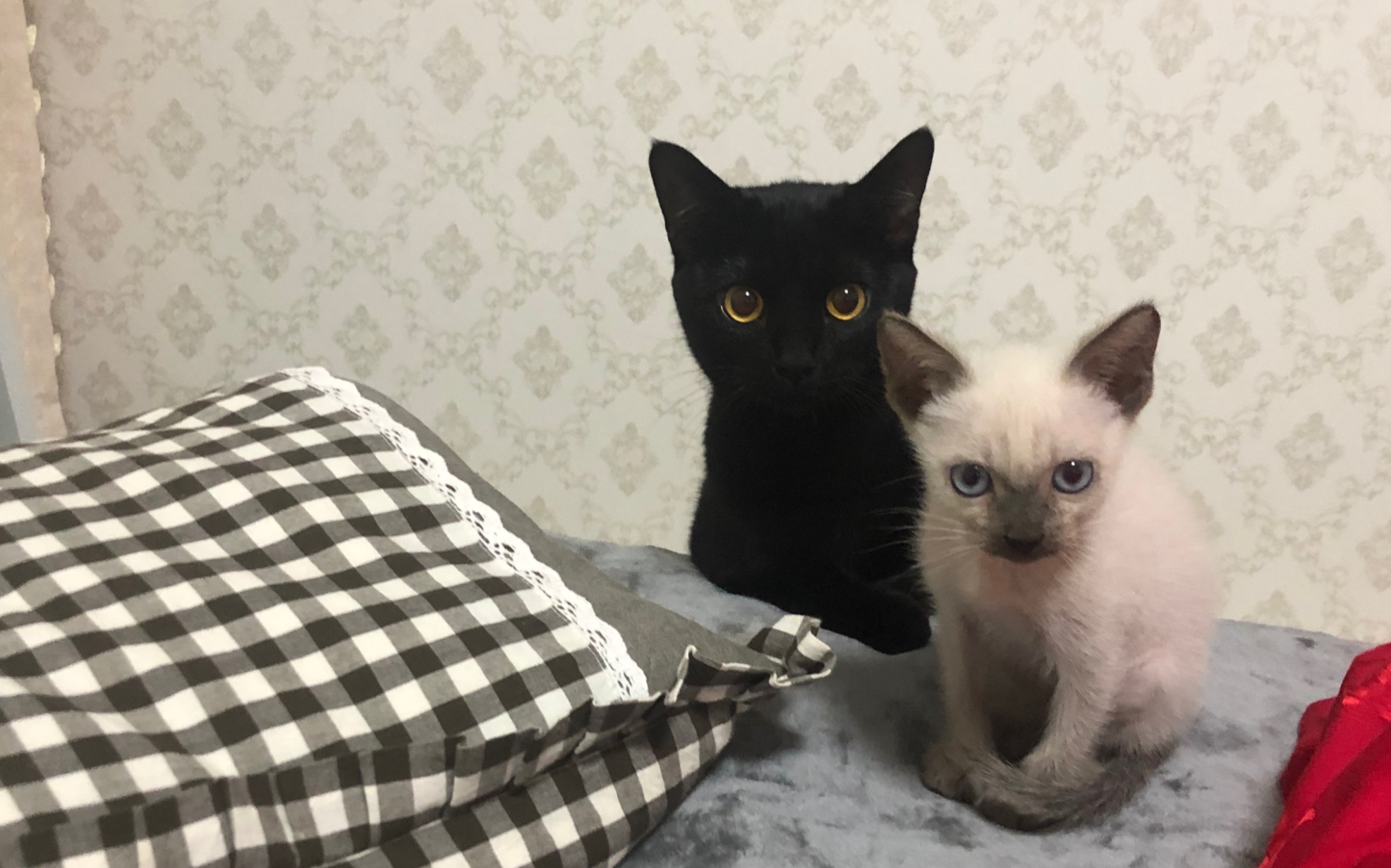 暹罗和黑猫两只在一起真的有种呆萌蠢的感觉