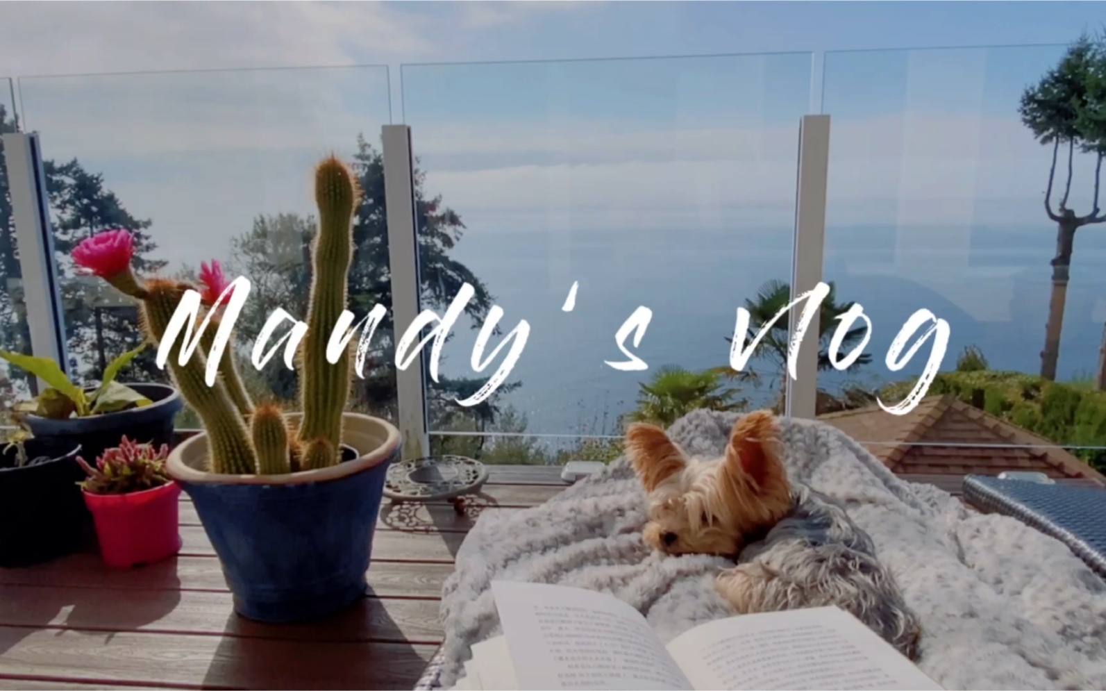 vlog|十月仙人掌开花了!晴天日常