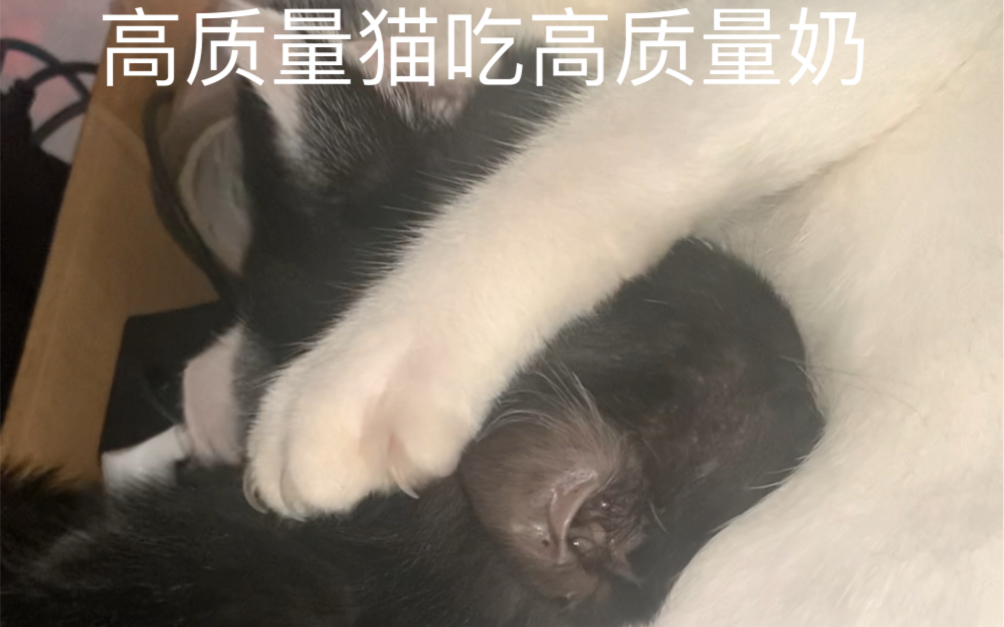 奶猫狂吸姐姐奶.姐姐嘴馋也来吸.哔哩哔哩bilibili