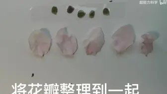 解刨桃花
