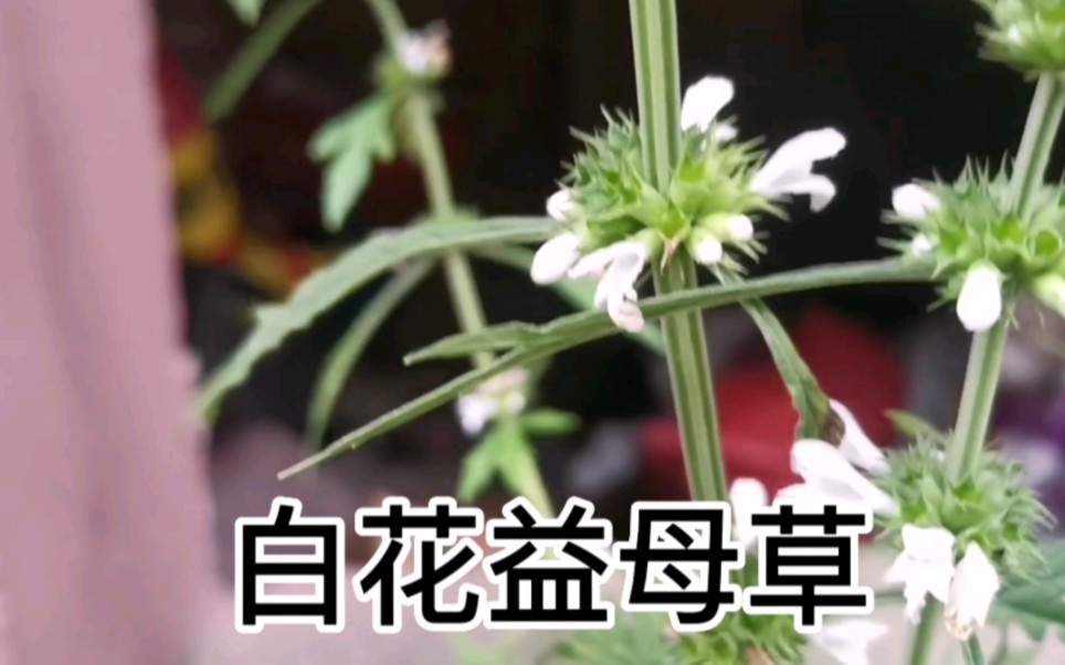 中草药白花益母草哔哩哔哩bilibili