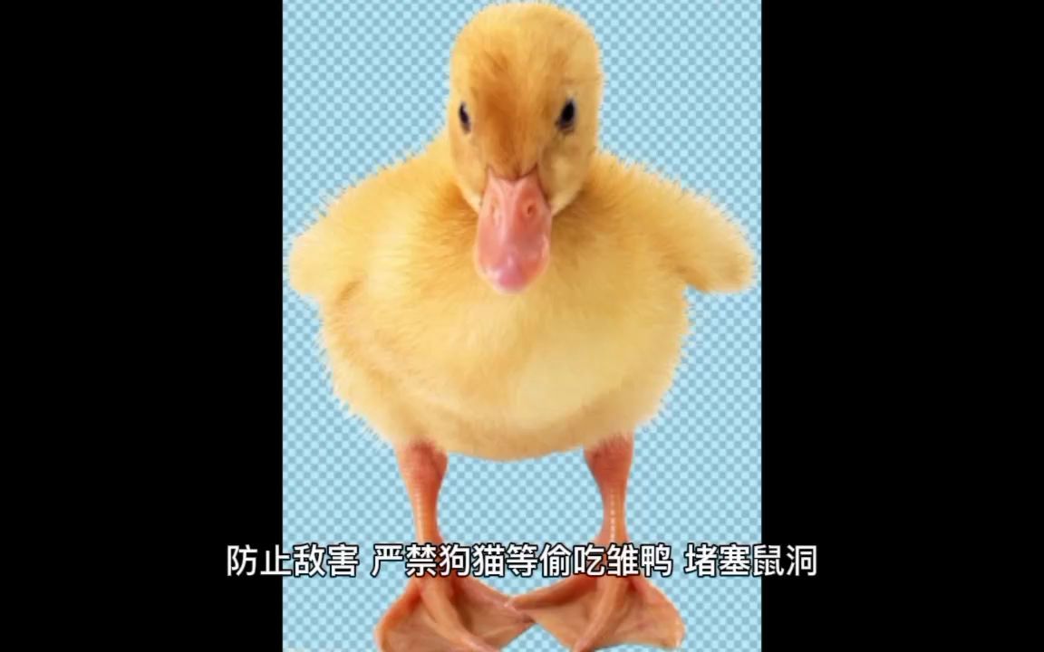 怎样养好小鸭,刚买回来的小鸭怎么养哔哩哔哩bilibili