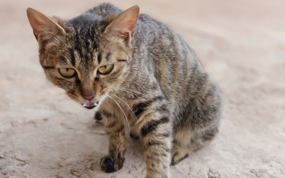 你是一只偷腥猫