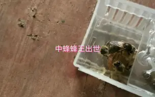 蜂王出来了