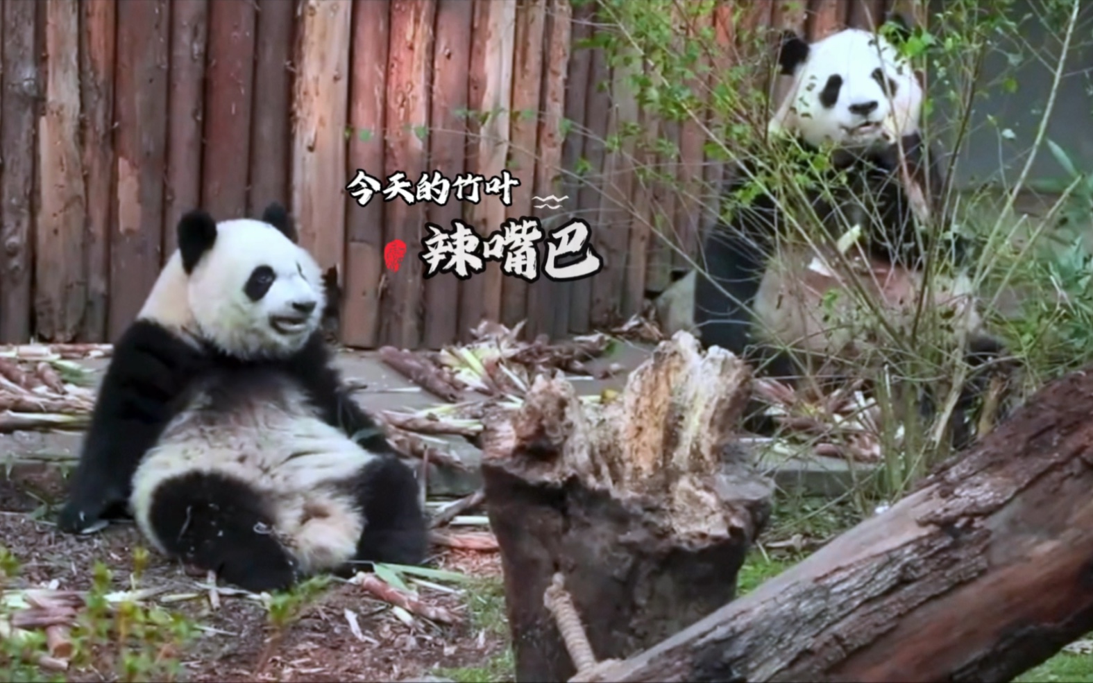 [图]【大熊猫福多多雅莉】福多多和干妈雅莉学习吃笋，今天的笋有点辣嘴巴