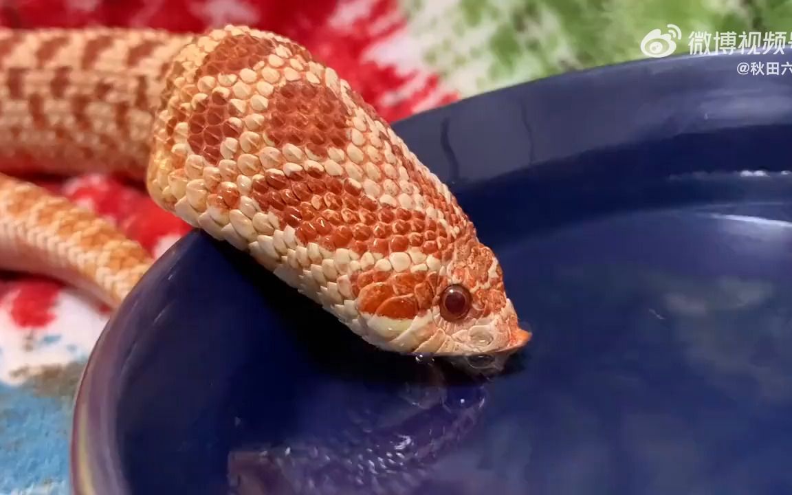 看蛇喝水吨吨吨吨吨吨吨~猪鼻蛇真的好猪鼻哦 twi:ponbana7_哔哩哔哩
