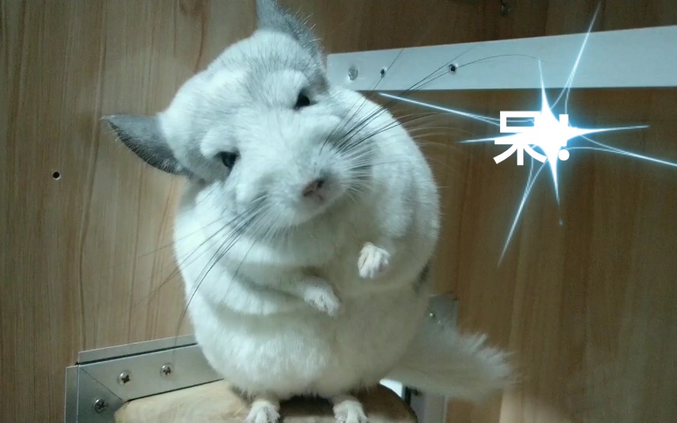 龙猫站在新跳板上发呆的牛牛有点小心翼翼