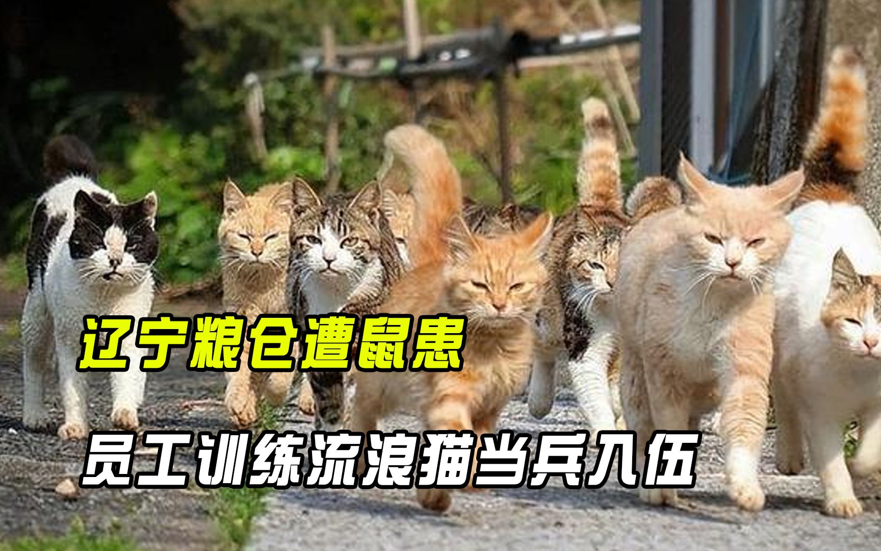 [图]辽宁粮仓遭鼠患，员工训练流浪猫当兵入伍，厂内上演猫鼠大战