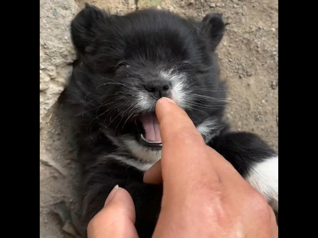 小黑狗搞笑系列第二期