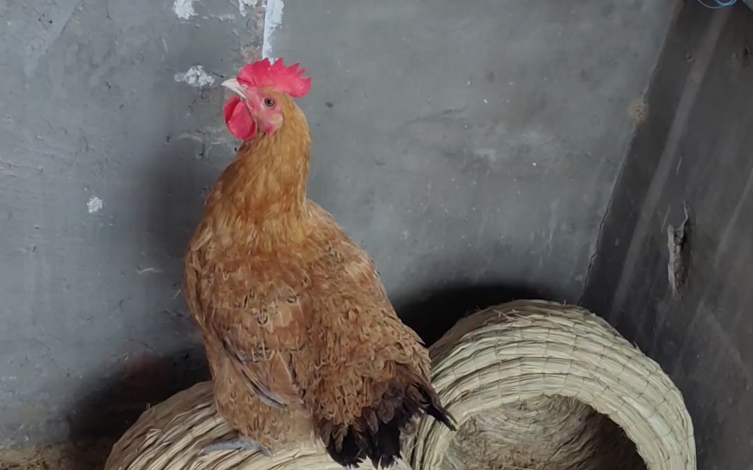 敢情小母鸡咯咯哒吸引我的注意力,就是为了让我看它优美的身姿啊