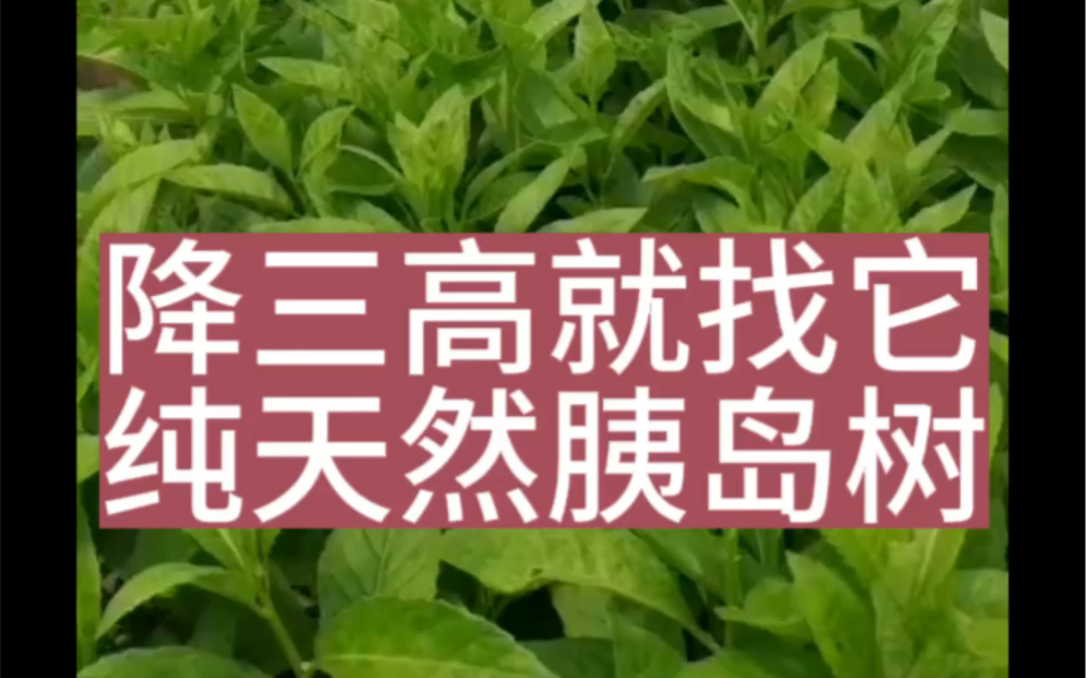 降糖草也叫长寿菜,富贵菜,胰岛树哔哩哔哩bilibili