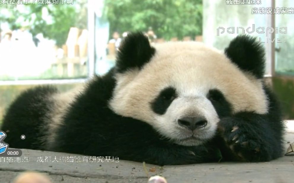 [图]pandapia直播 170624----16级团子活动场/永浜/绩丽带绩美绩兰/雅莉带雅猪雅韵/芝士芝麻/迎迎/星蓉/蜀祥