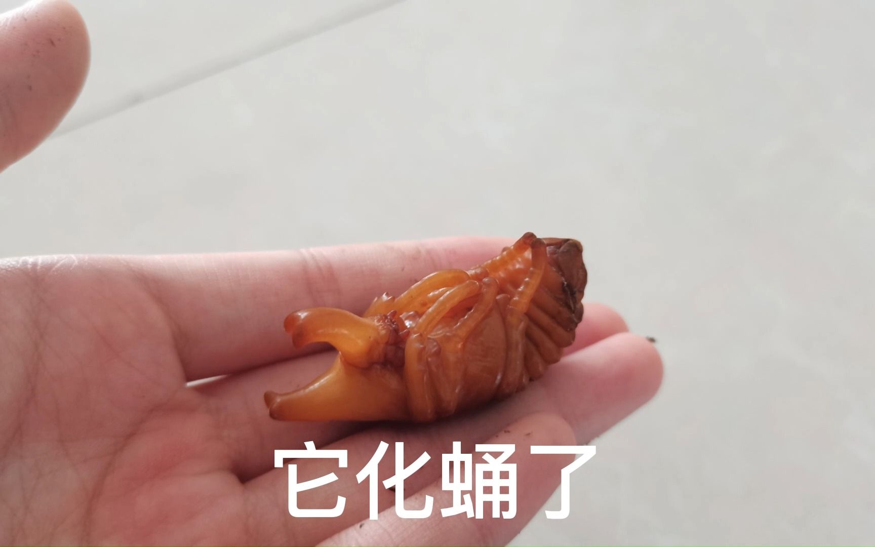 [图]一只可怜甲虫的一生