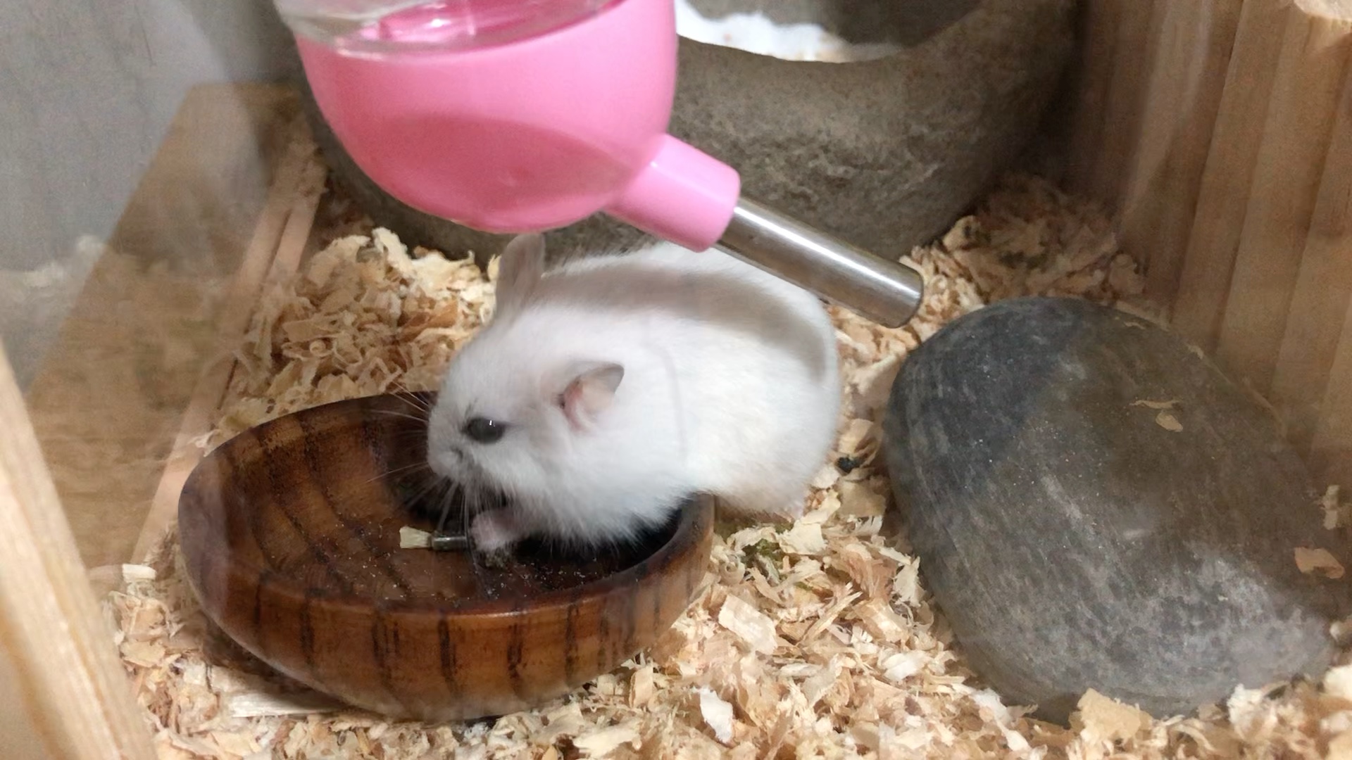 小麻薯第一次看到小仓鼠喝水水