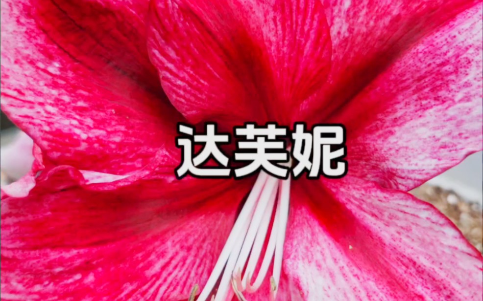 头戴大花的朱顶红达芙妮哔哩哔哩bilibili