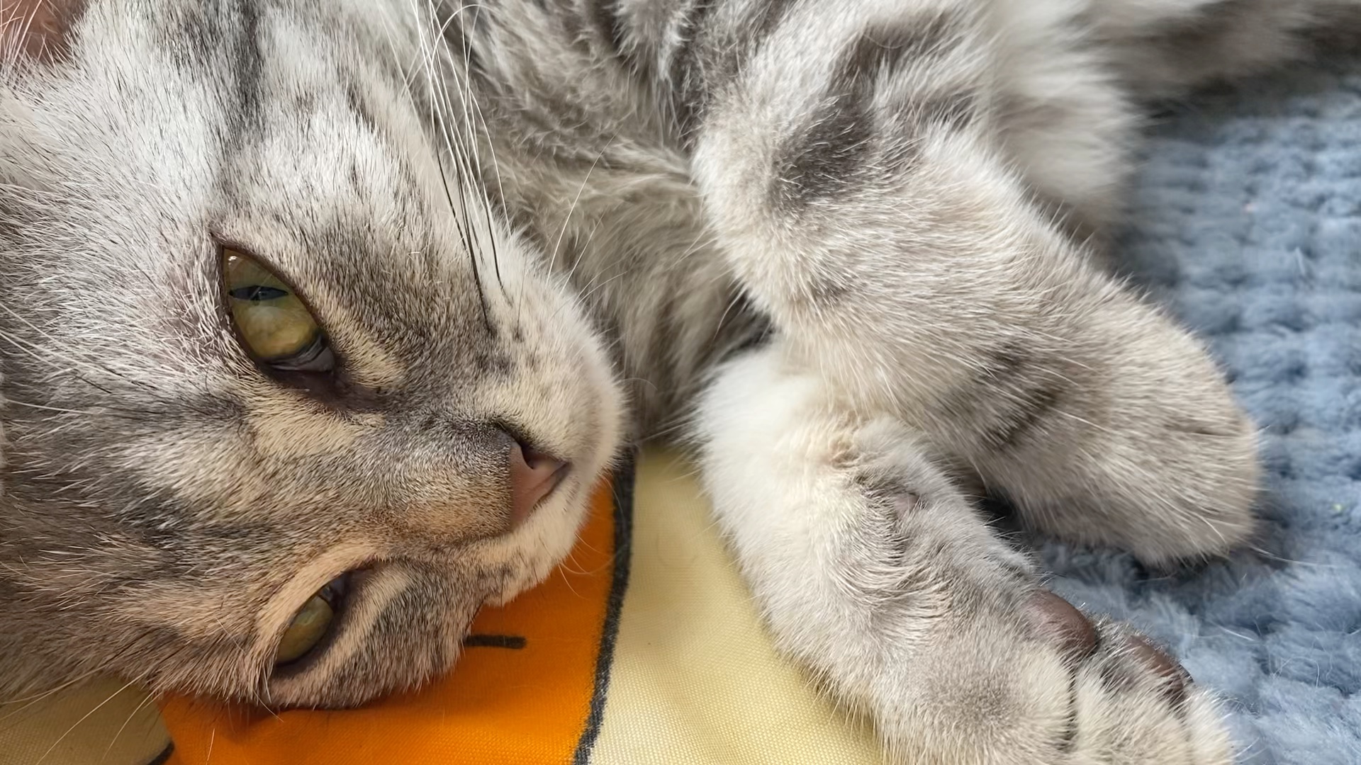 睁着眼睛睡觉的喵