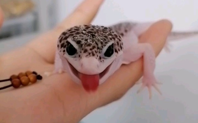 豹纹守宫银河憨憨小蜥蜴