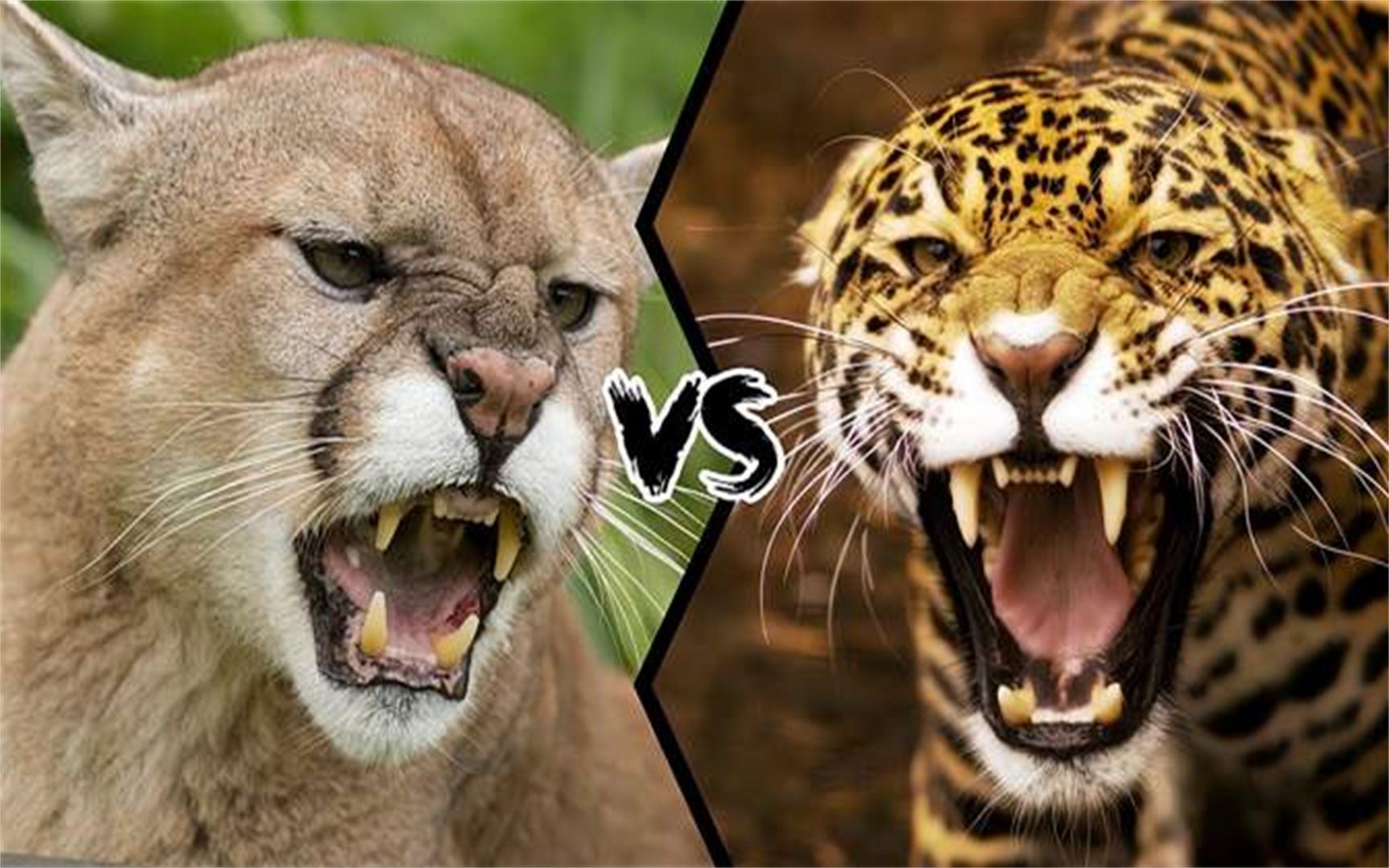 美洲狮vs美洲豹,谁才是最强的猫科动物 既生豹何生狮