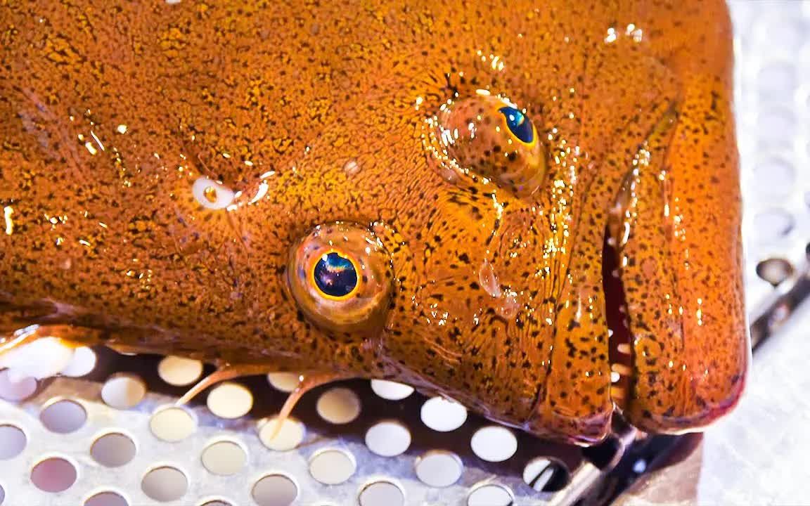 美国人sonny side在越南吃日本怪异的flatfish盛宴! 两份,一份鱼!