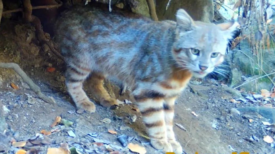 【智利】鲜为人知的“南美草原猫”(潘帕斯猫)以及山狐等各种野生动物哔哩哔哩bilibili