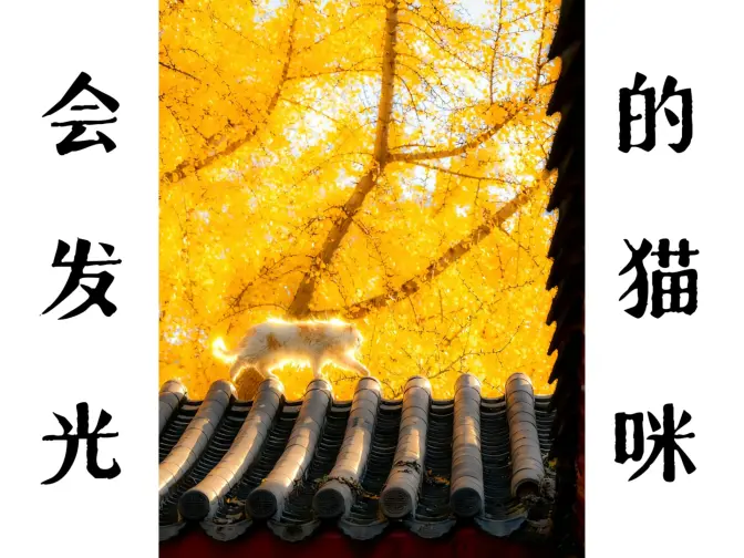 我的天，我竟拍到一只会“发光”的猫咪！！